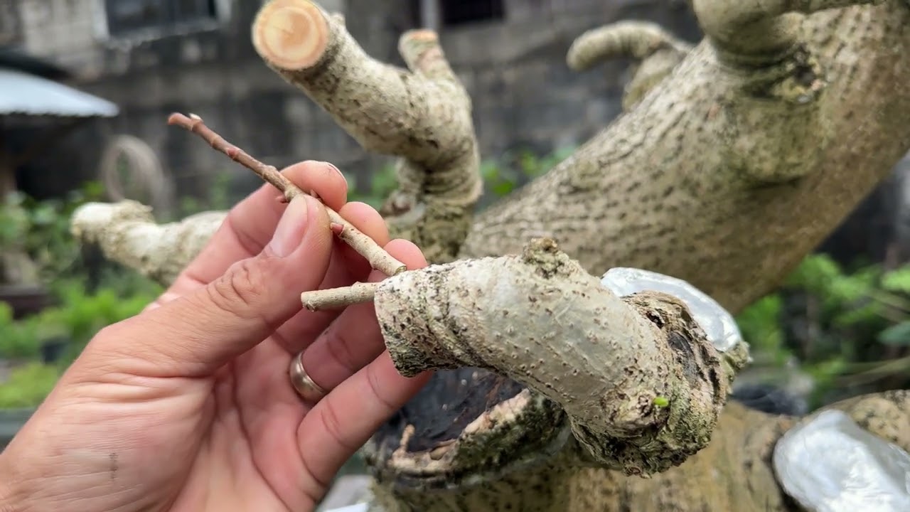 Vlog#14. Grafting and positioning clocking branches local balibago switch to redtop hibiscus🌳🇵🇭🌍