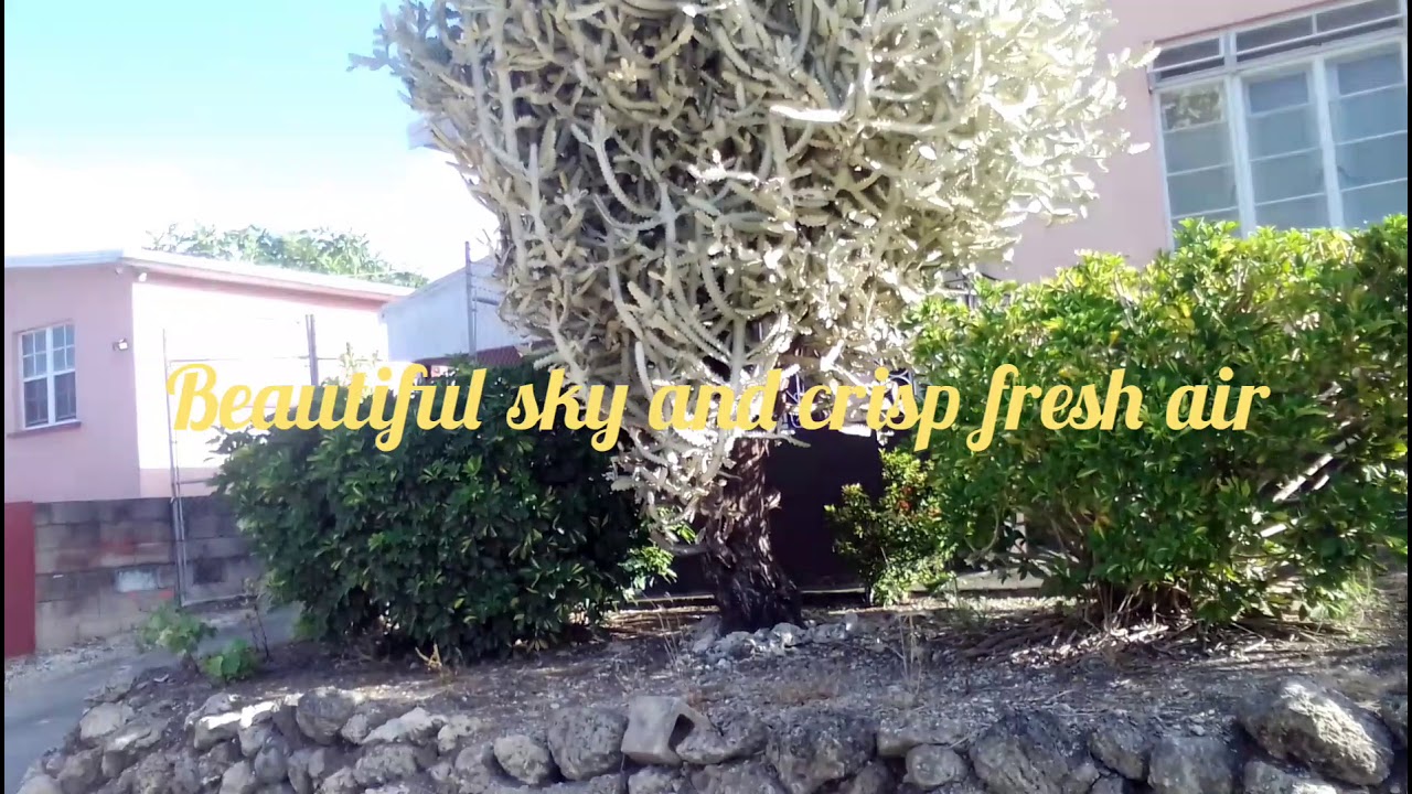 Smallest snake in the world -  Barbados Thread Snake. threadsnake. Massive Cactus Tree. Village Life