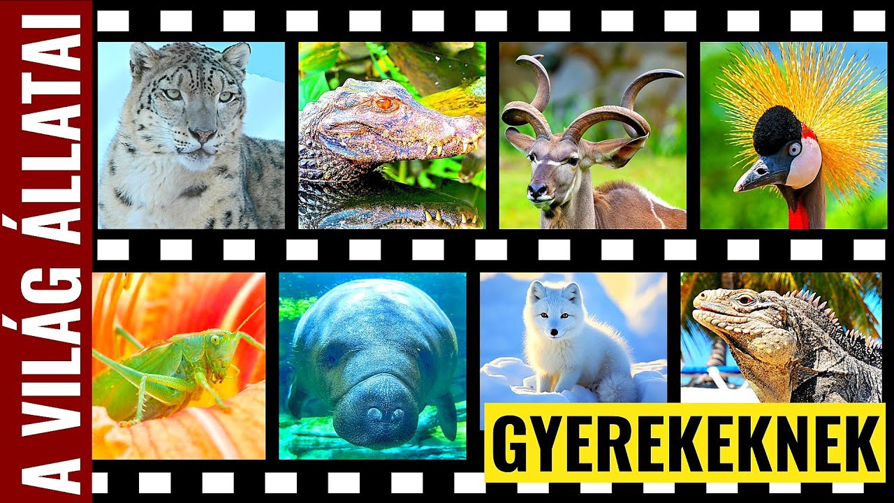 KISFILMEK AZ ÁLLATVILÁGBÓL - Daru | Kajmán | Kudu | Sarki róka | Manátusz | Hópárduc | Szöcske