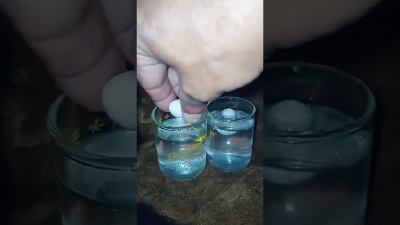 How to check for fertile and infertile egg