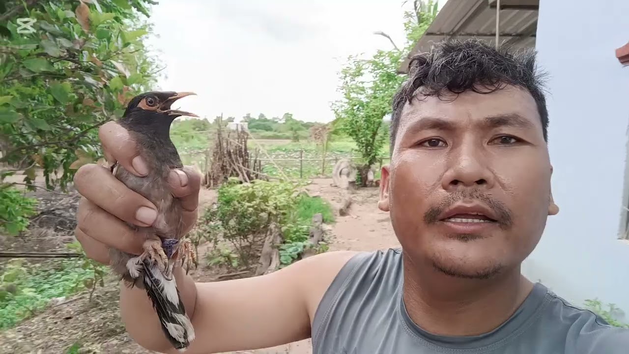 ទឹកដីកំពង់ឆ្នាំង ម្នាក់ឯង 21ក្បាល គេងមួយយប់ភ្លៀងរហូត ជាតិណាស់បងប្អូនអើយ