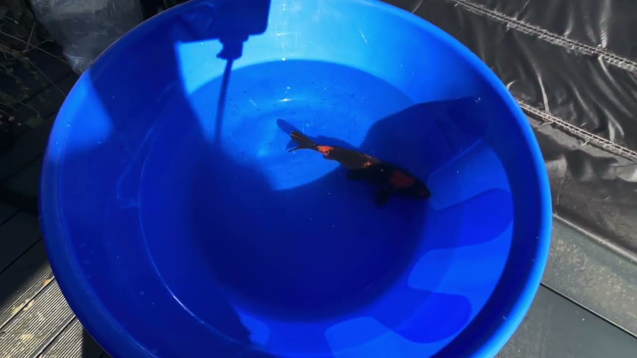 New koi day & pond update episode 71