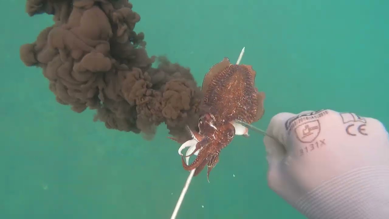 Chasse Sous Marine MAROC