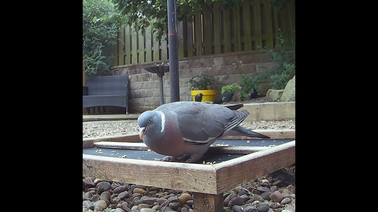 A wood pigeon on the seed catcher tray #birds #birdvideography #helpingbirds