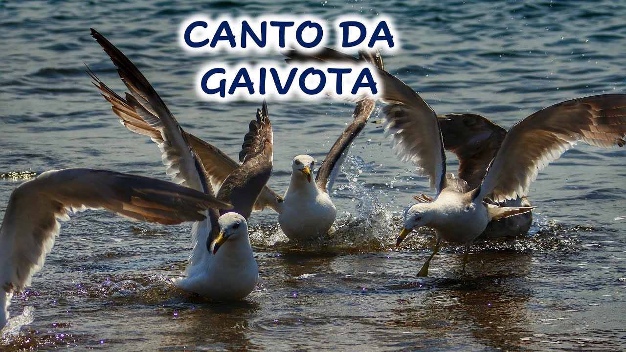 CANTO DA GAIVOTA / SEAGULL CORNER