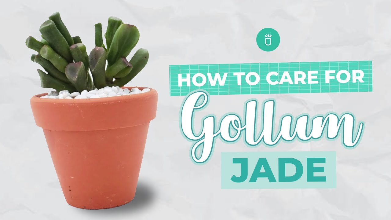 Как ухаживать за Голлумом Джейдом | Суккуленты Crassula Ovata | Полное руководство по уходу