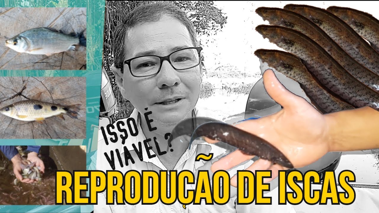REPRODUÇÃO DE TUVIRA é possível? Entenda a viabilidade da reprodução de ISCAS VIVAS.