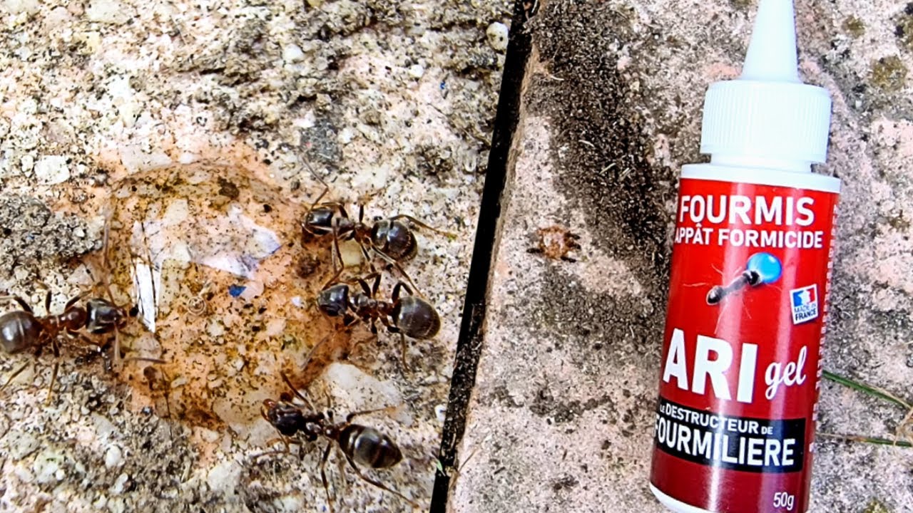 Comment se débarrasser des FOURMIS pour PAS CHER !