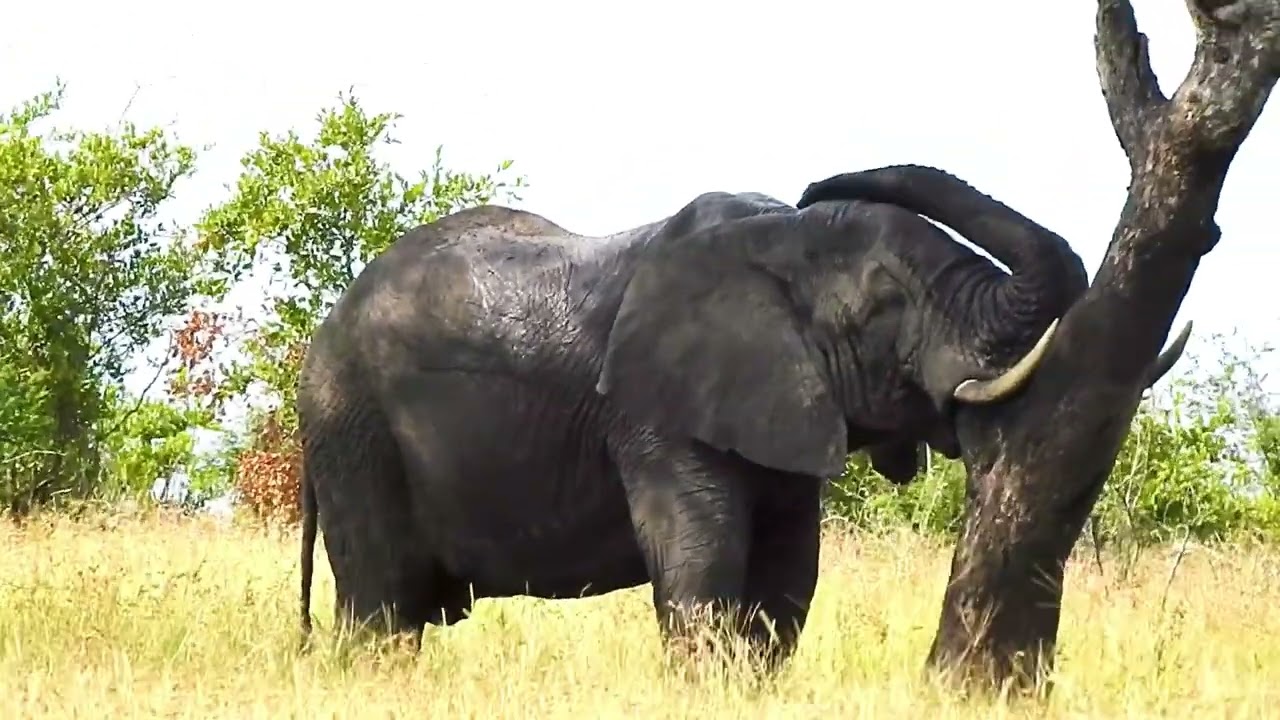 Sleepy Ellie in Kruger National Park 