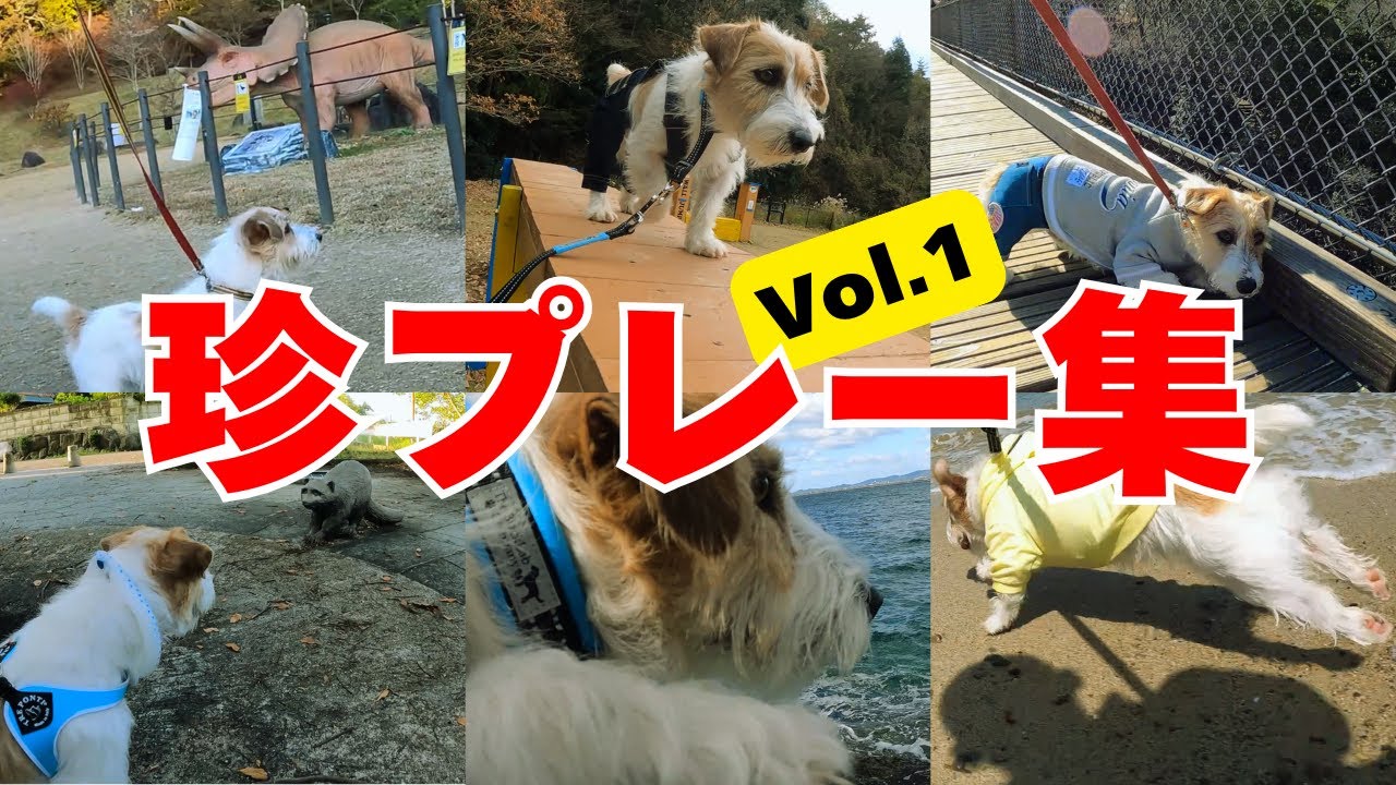 ズッコケ＆ダメダメシーンを集めてみました【１～３歳編】