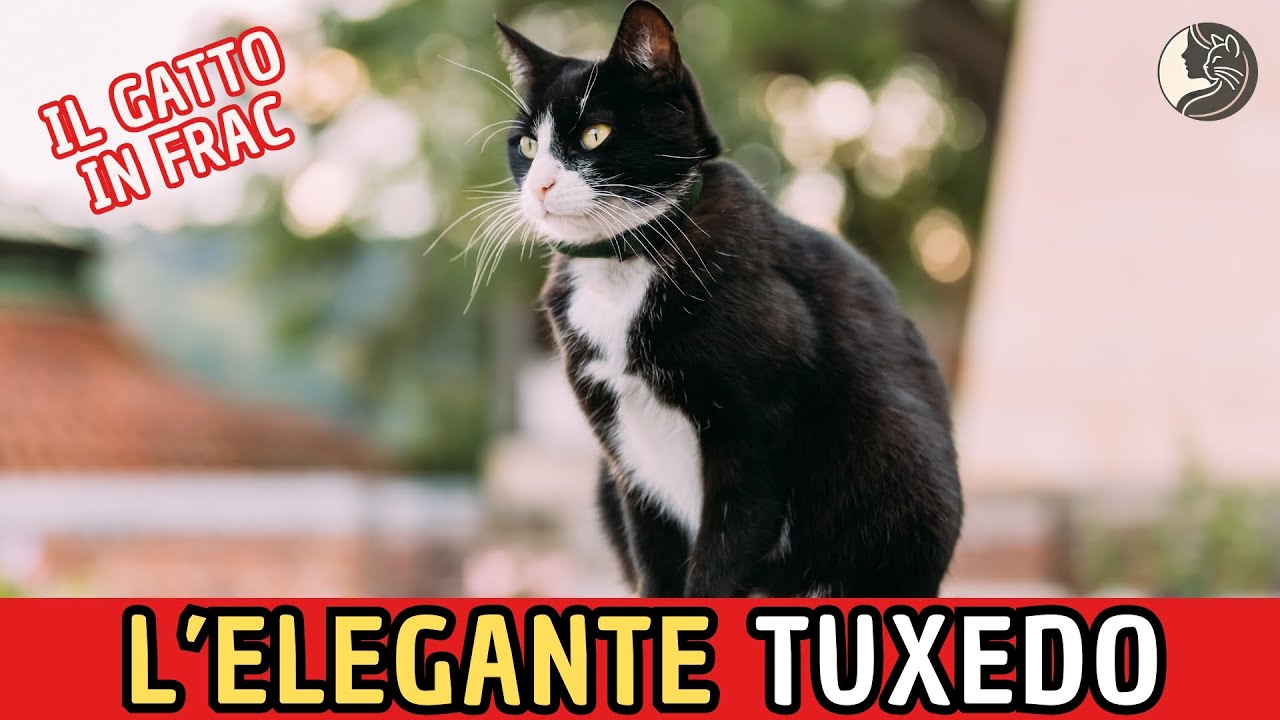 Il Gatto con lo Smoking: La Vera Storia del Gatto Tuxedo!