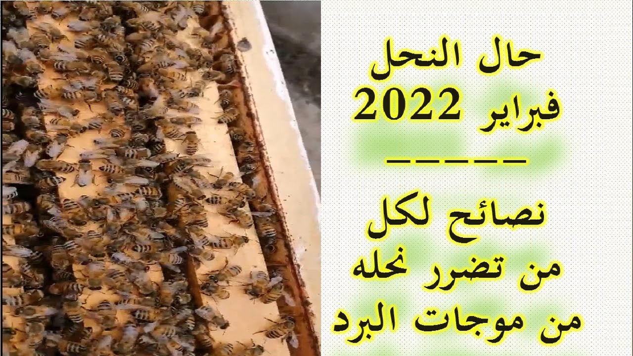 نصائح مهمة لكل من تضرر النحل عنده من البرد وحال النحل في فبراير 2022