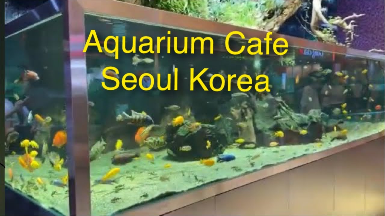 Amazing Aquarium Cafe | AQUAGARDEN in Seoul Korea
