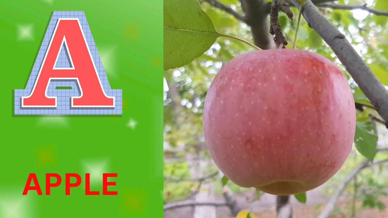 ABC Phonics Song | Alphabet letter sounds | ABC learning for toddlers | Education ABC Nursery Rhymes