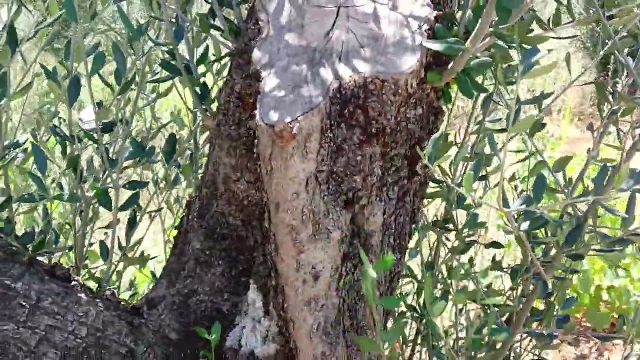 Poda del olivo. Resultado de la poda del curso en San Esteban del Valle, Ávila.