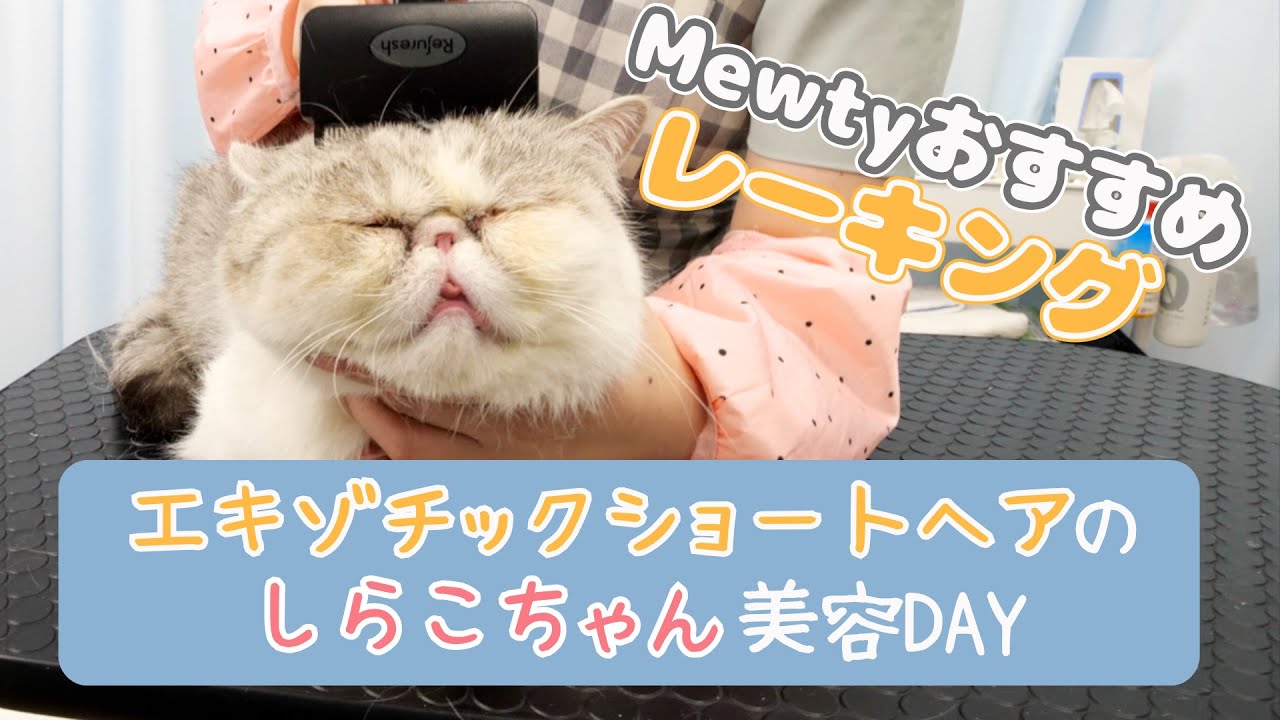 【アンダーコートの処理】レーキングでスッキリ / 猫専門サロン