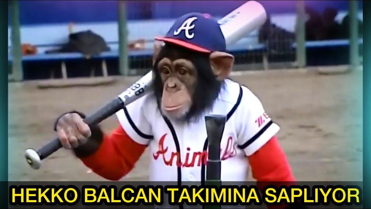 MAYMUN HEKKO BEYZBOL OYNAMAYA GİDİYOR !