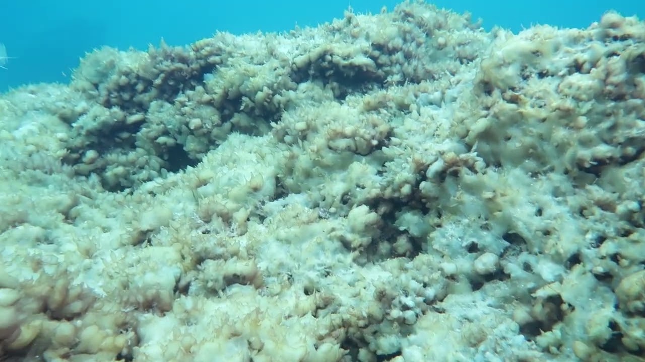 Ostreopsis in Malta (Mediterranean Sea)