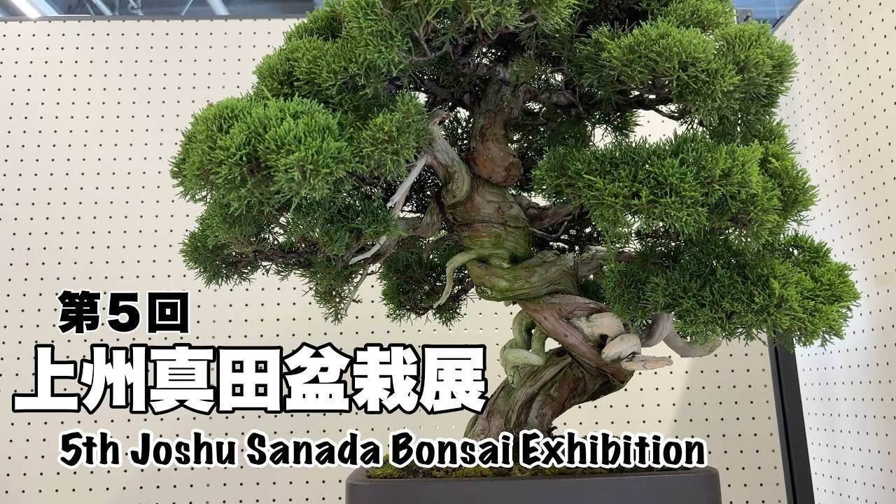 第５回上州真田盆栽展／5th Joshu Sanada Bonsai Exhibition