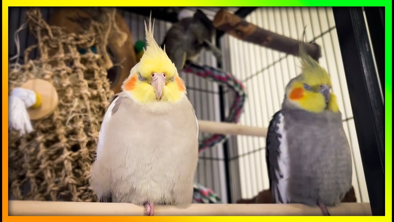 Happy 'Tiels Singing & Sleeping | The Bird Sanctuary | 3hrs of Singing