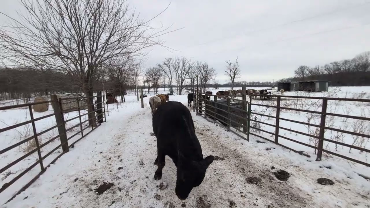 February 2, 2026 Shadow the bull