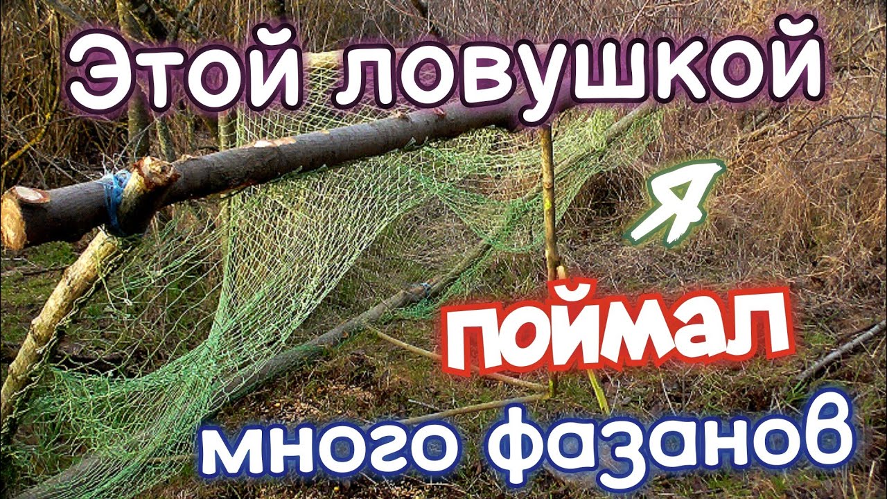 КАК СДЕЛАТЬ ЛОВУШКУ НА ФАЗАНА! Охота на фазана. Охота БЕЗ ружья. Как поймать фазана.