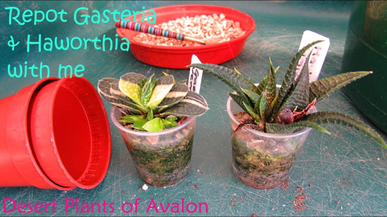 Repotting my Gasteria verrucosa and Haworthia limifolia Succulent Plants