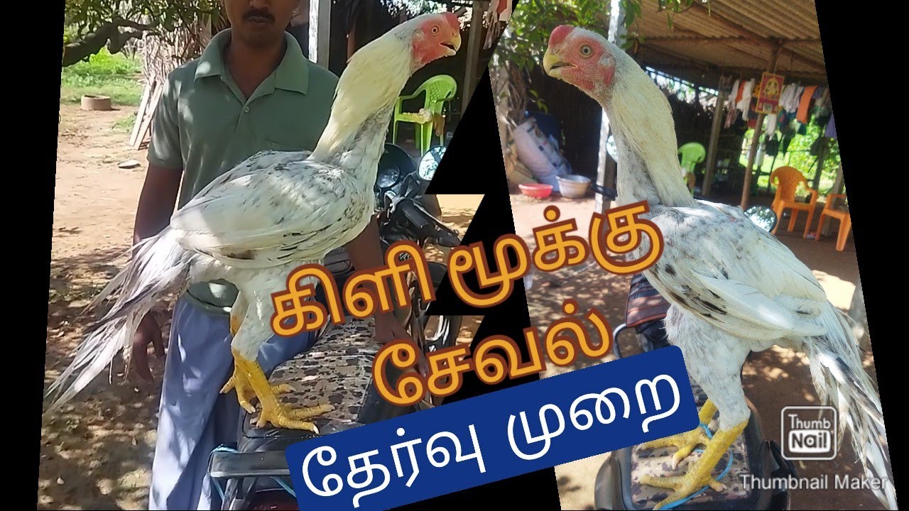 கிளி மூக்கு சேவல் தேர்வு முறை எப்படி? கோவிலூர்