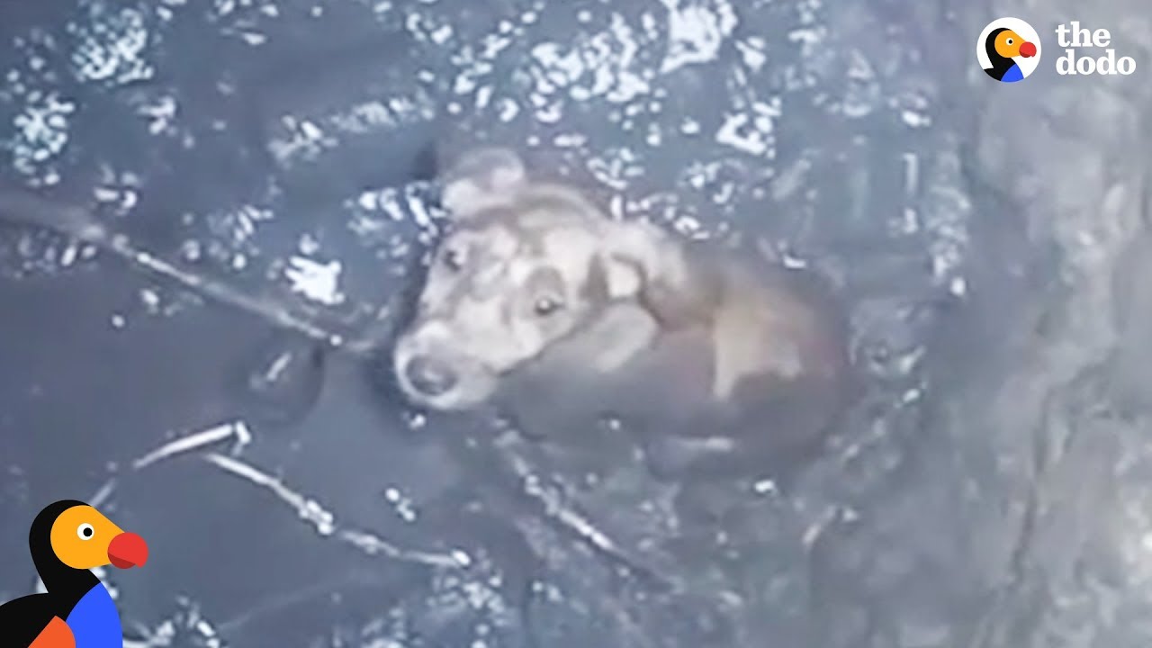 Crying Puppy Trapped in Deep Well Rescued | The Dodo