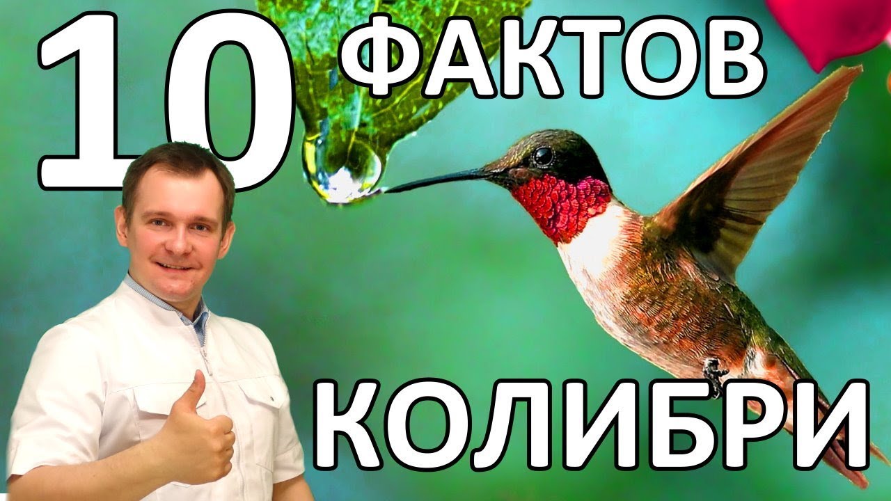 10 ФАКТОВ О КОЛИБРИ. УДИВИТЕЛЬНАЯ ЧУДО-ПТИЧКА.