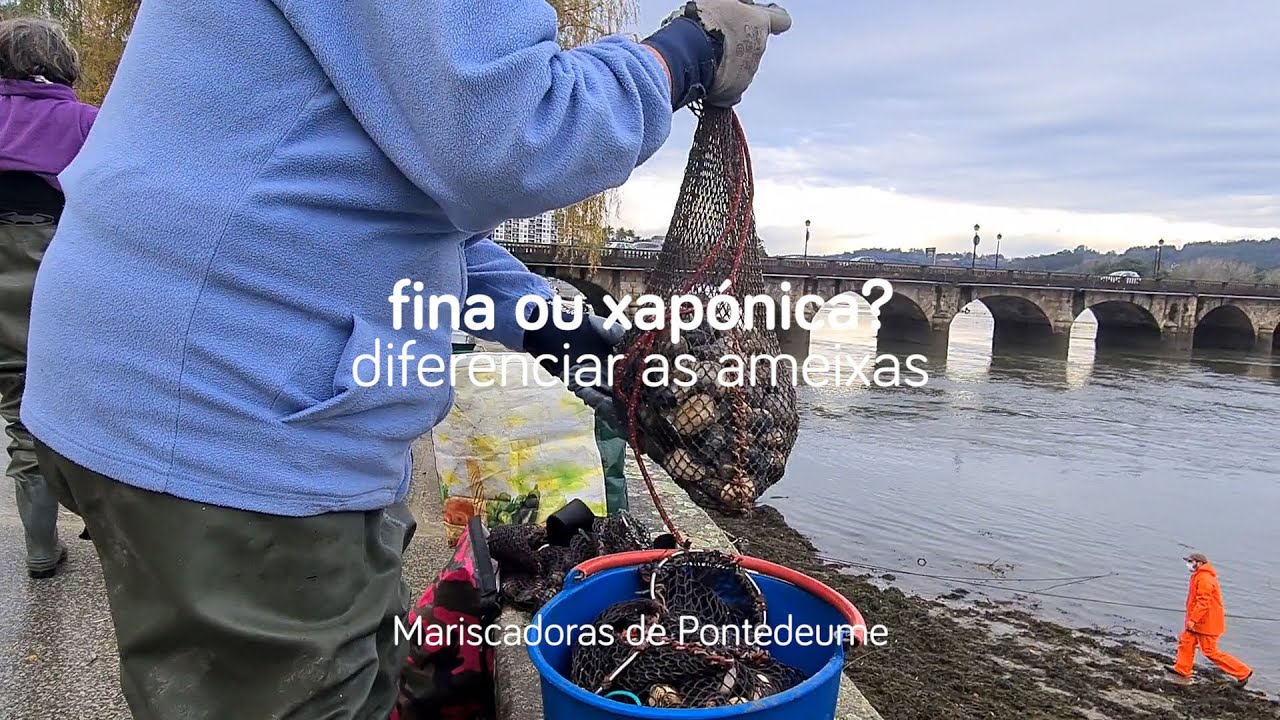 Ameixa fina ou xapónica?