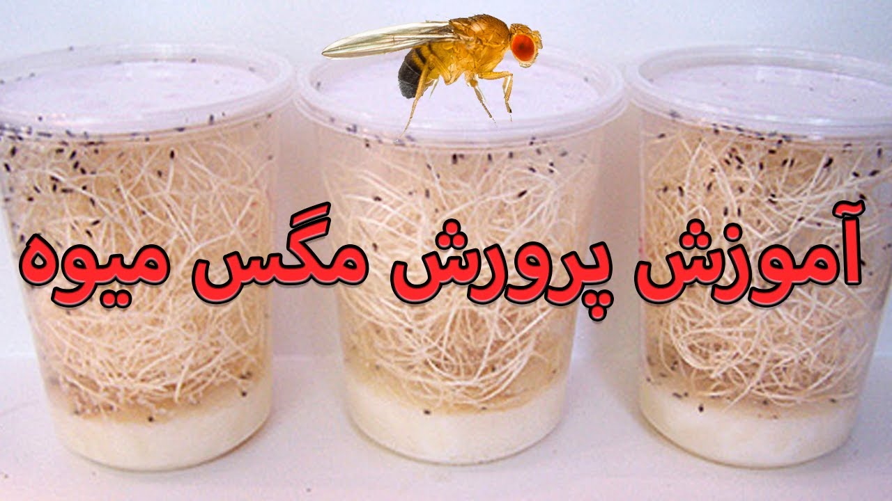 How To Make Fruit Flies Culture - آموزش پرورش مگس میوه