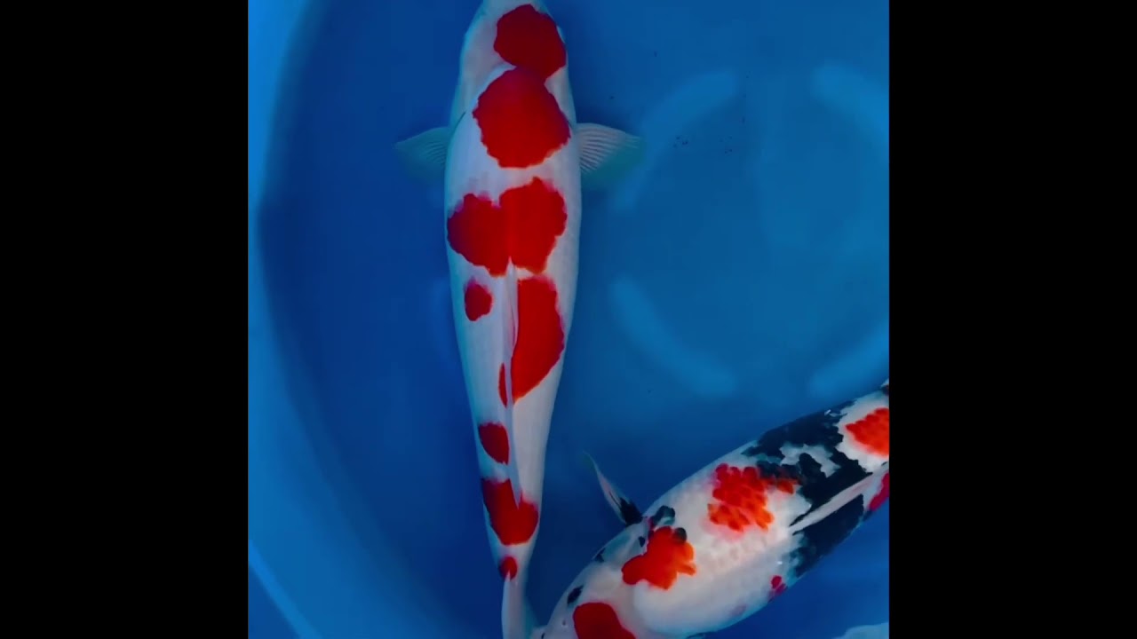 Very High Quality Koi Fish from Isa Koi Farm