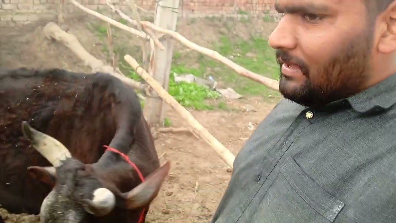 Aaj meri gaa ne mere to bagair pathe hi nahin khade to mere Piche a gai