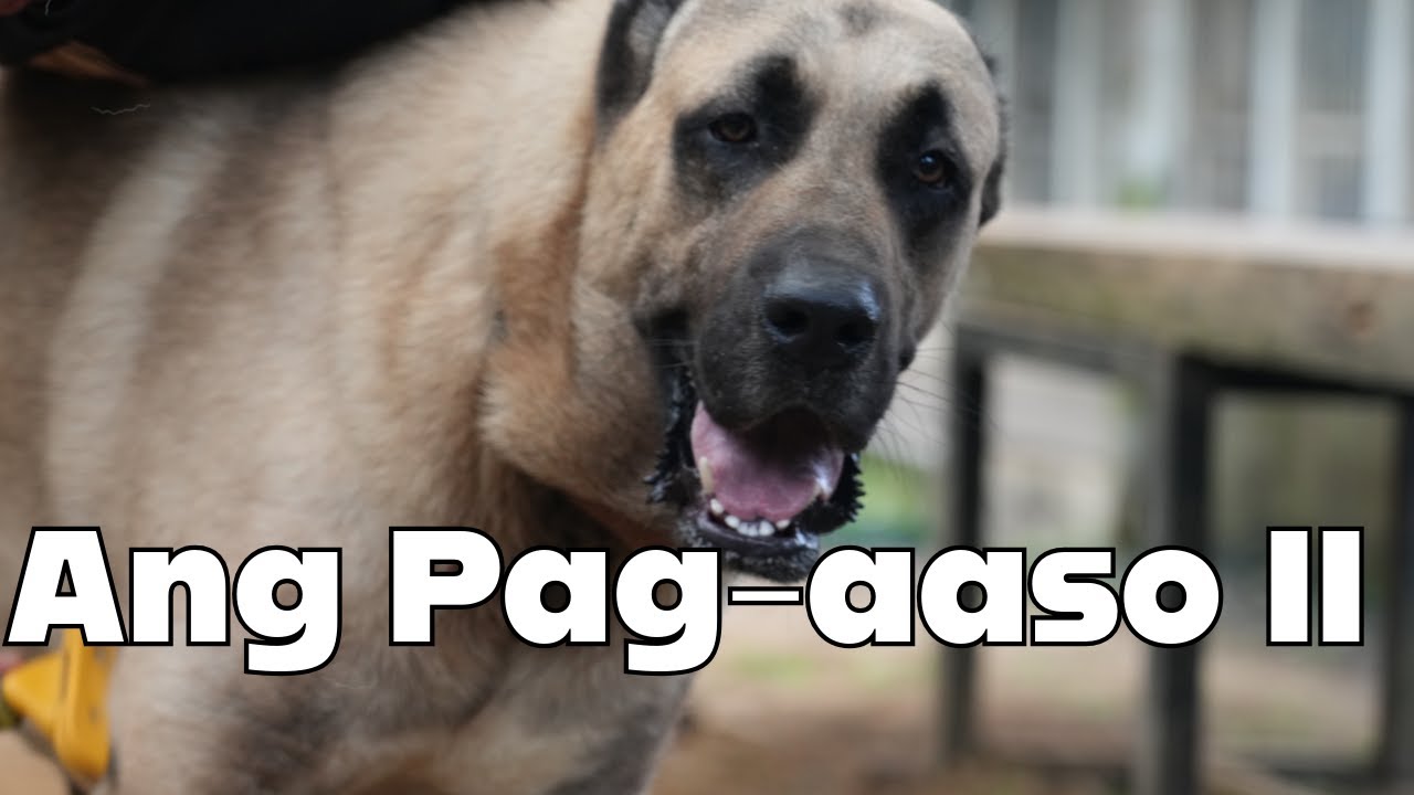 Ang Pag aaso (Part 2)
