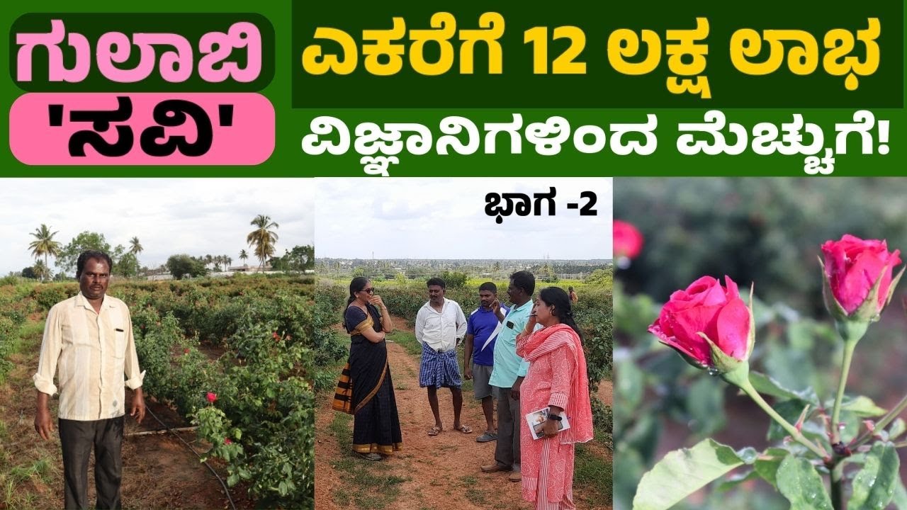 ಗುಲಾಬಿ 'ಸವಿ' | ಎಕರೆಗೆ 12 ಲಕ್ಷ ಲಾಭ |ವಿಜ್ಞಾನಿಗಳಿಂದ ಮೆಚ್ಚುಗೆ |'Arka Savi' Rose |Farmer earning in lakhs