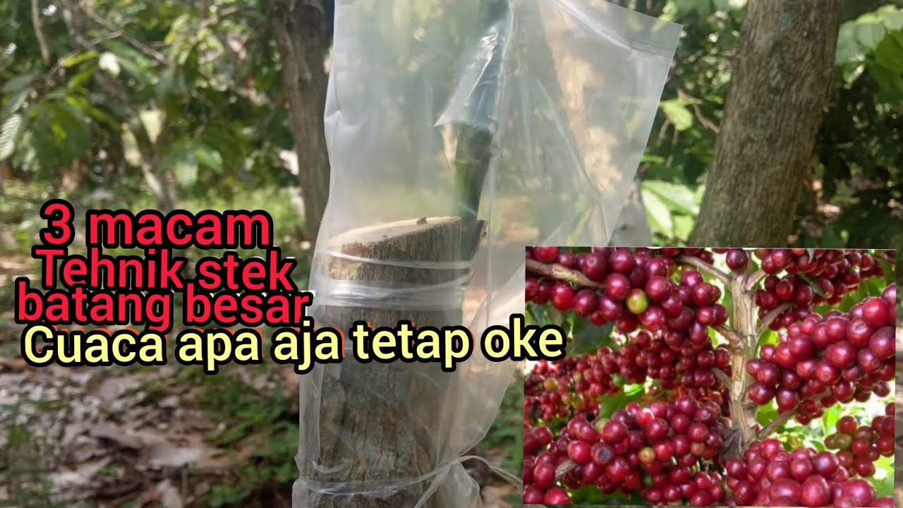3 cara stek sambung kopi batang besar yang benar!!! pasti berhasil.