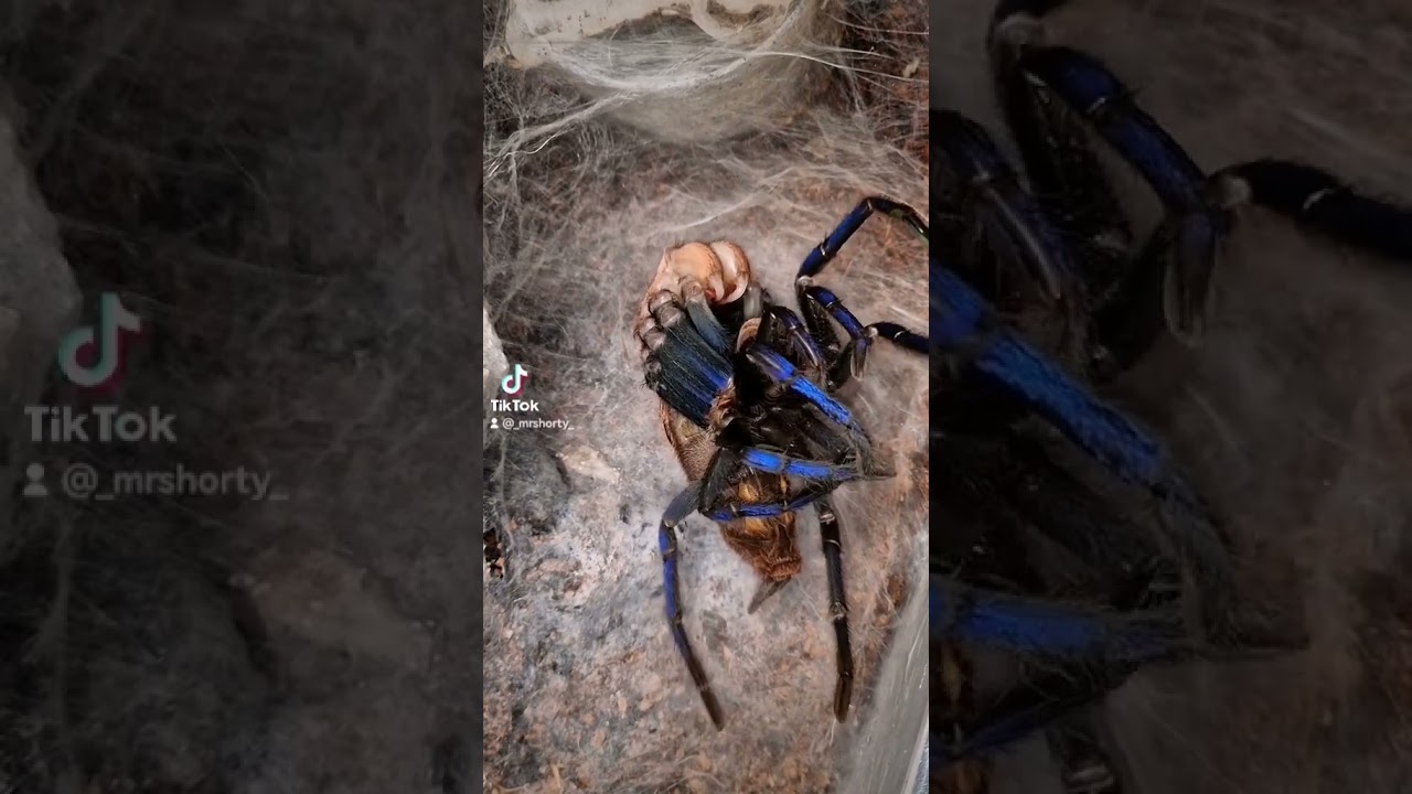 Simoroxigorum #insekten  #h&auml;utung #animals #spider #tarantula #vogelspinnen #gef&auml;hrlich #wildlife