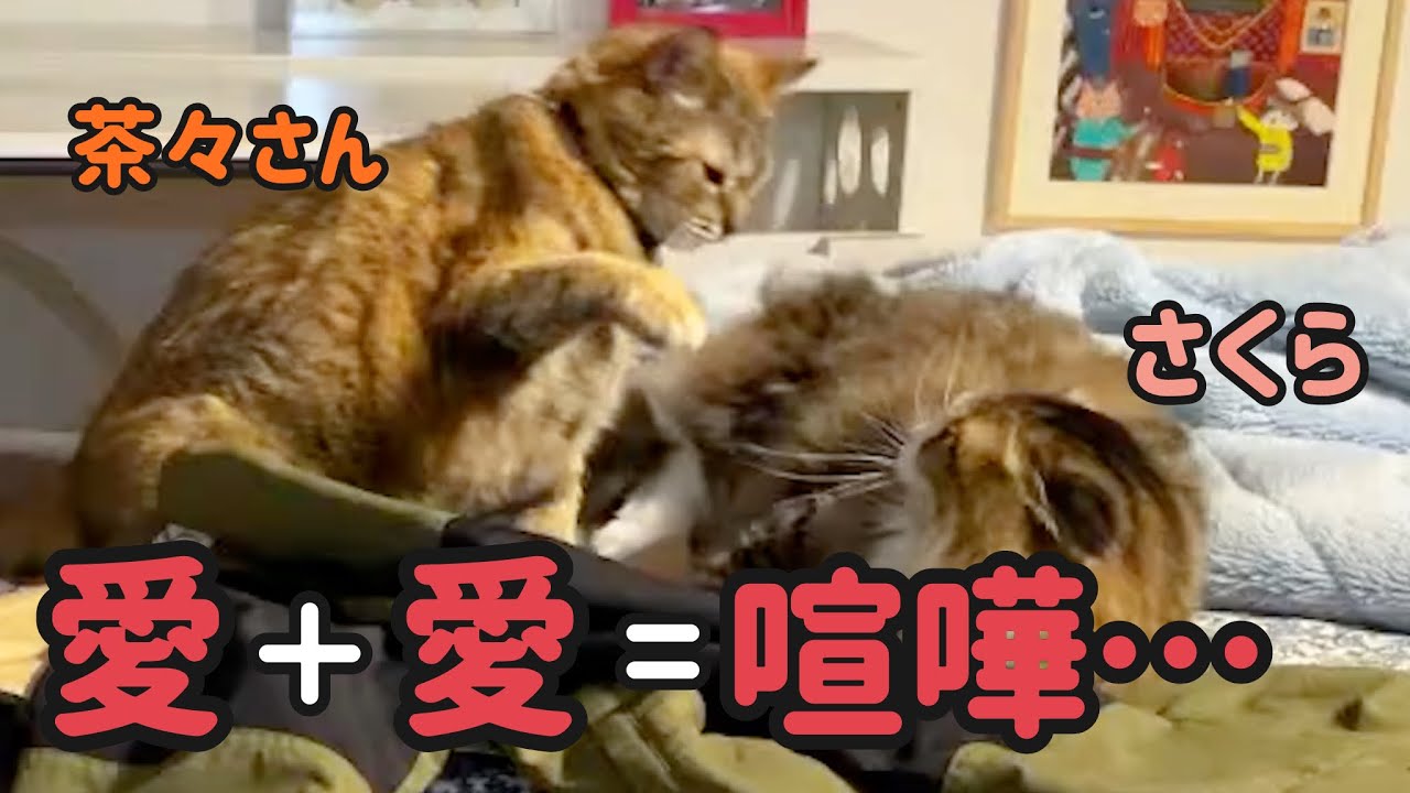 猫の愛の表現のズレが争いを招く