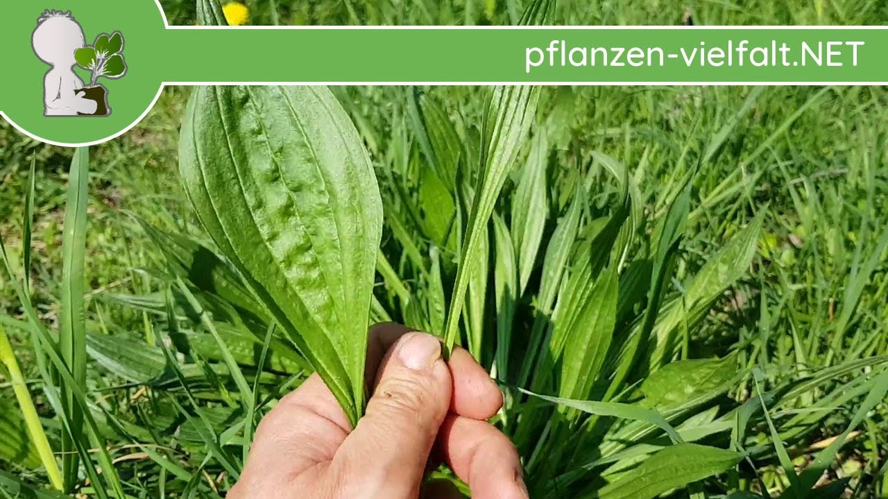 Spitzwegerich - Bl&auml;tter - 18.04.18 (Plantago lanceolata) - Essbare Wildpflanzen bestimmen