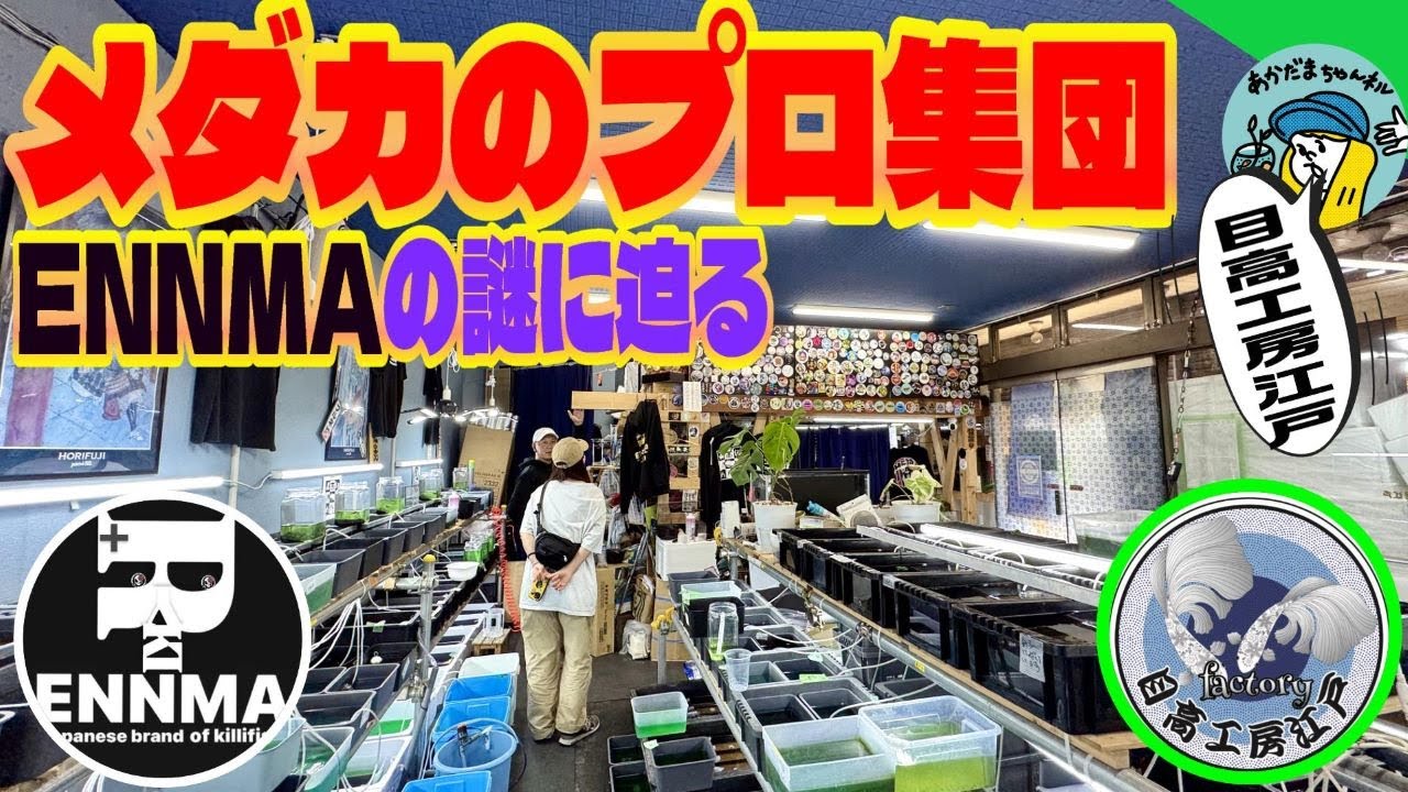 【めだか】ENNMAって何だ？メダカ界に革命を起こすプロ集団の謎に迫る（目高工房江戸さんが手掛けるブリーダー集団は想像の遥か上を目指していた！）