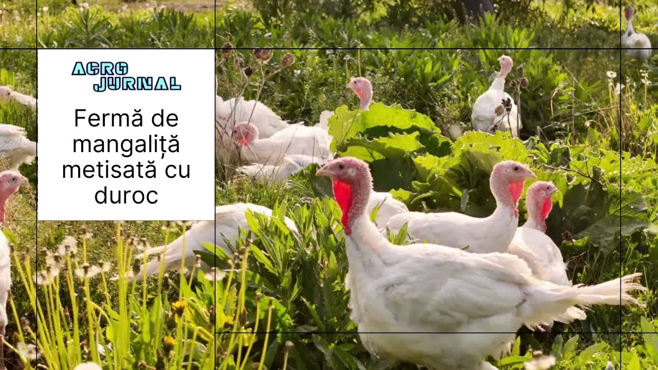 Fermă de mangaliță metisată cu duroc la Târgoviște #digi24