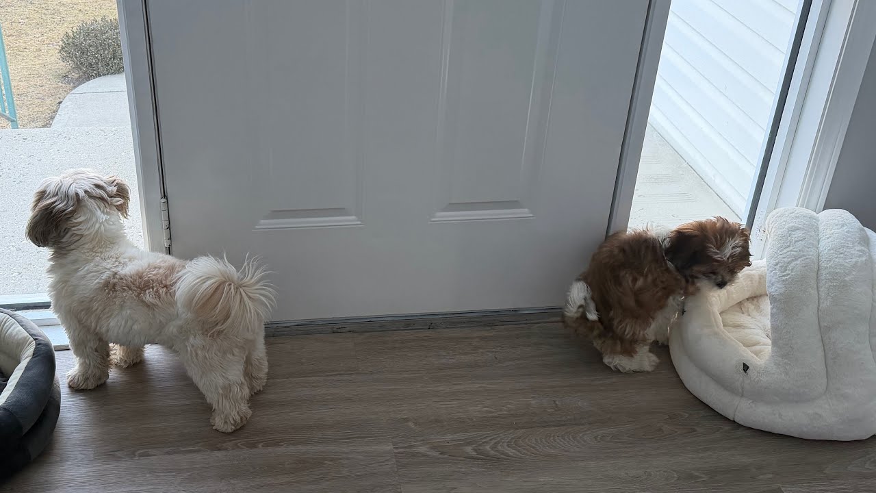 Mr.Tobyshihtzu is live!
