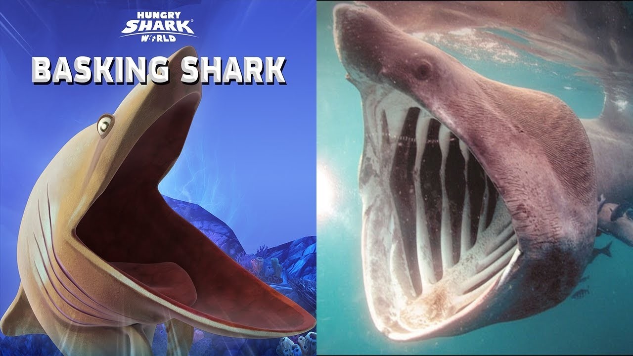 Hungry Shark World in Real Life - New Shark Coming Soon - All 46 Sharks Unlocked Hack Gems and Coins