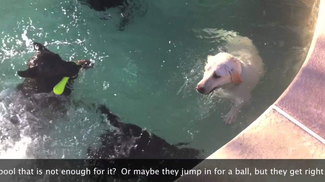 Dog exercise - Swimming in place!