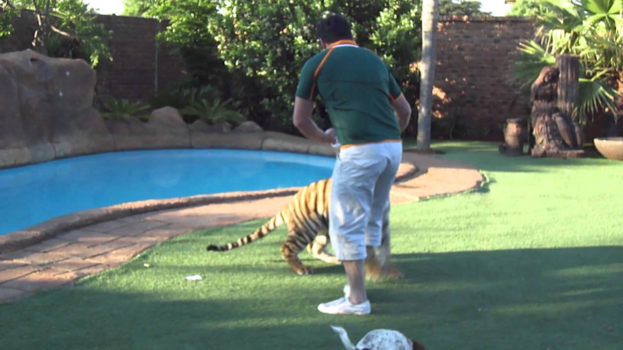 rugby world cup 2011 with Michael Jamison and Enzo the tiger
