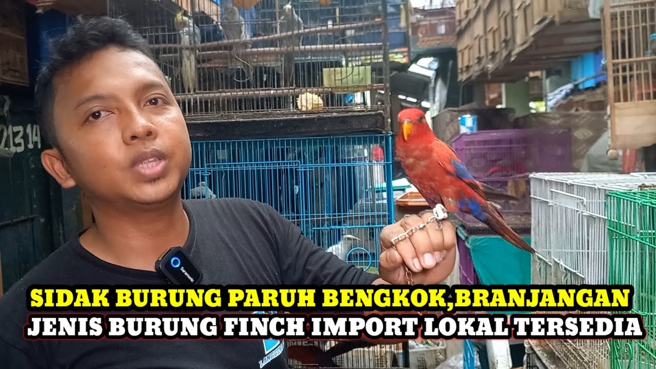 SIDAK HARGA BURUNG JENIS FINCH,PARUH BENGKOK,BRANJANGAN IMPORT LOKAL DIKIOS LANGGENG JAYA 