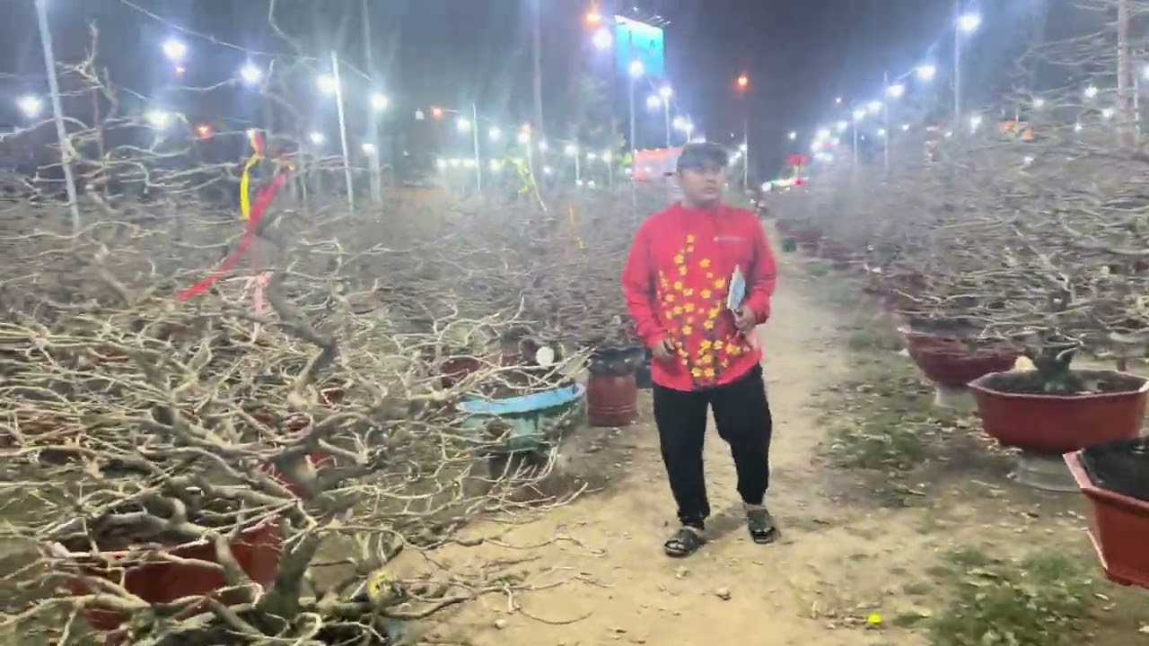 LẠC VÀO SỨ SỞ MAI TẾT TRÊN ĐƯỜNG PHẠM VĂN ĐỒNG TPHCM