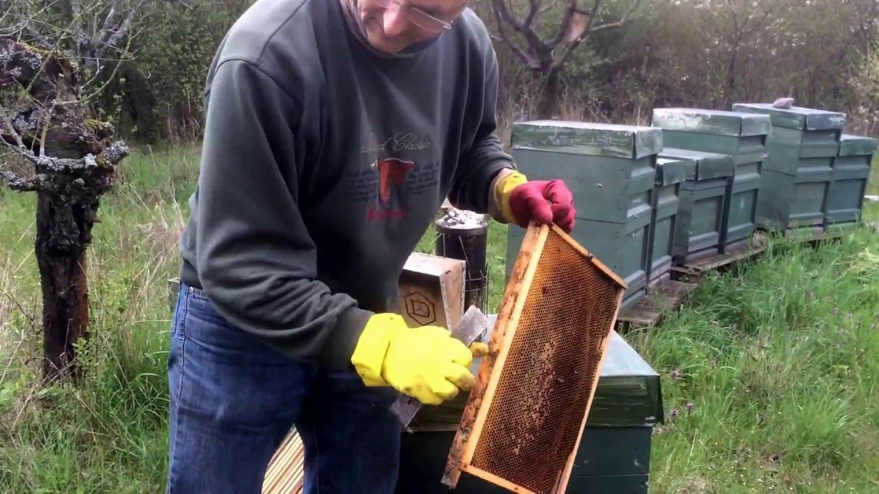 2016: Angepasster Brutraum Mitte April