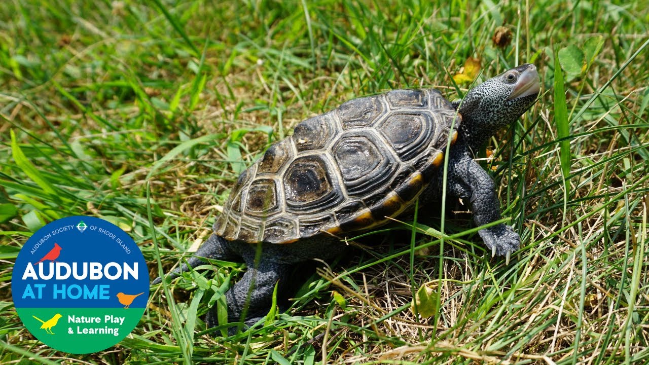 Meet Darwin | Animal Interview